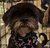 Shaggy (now Max)