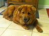 Toby