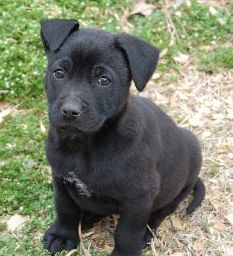 Gimlet (now Trixie)