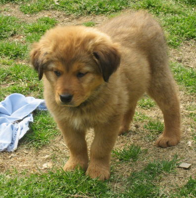Scully