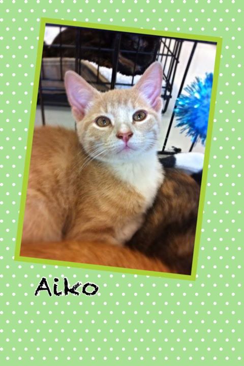 Aiko (now Oscar)