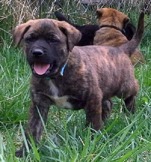 Grizz (now Rocco)