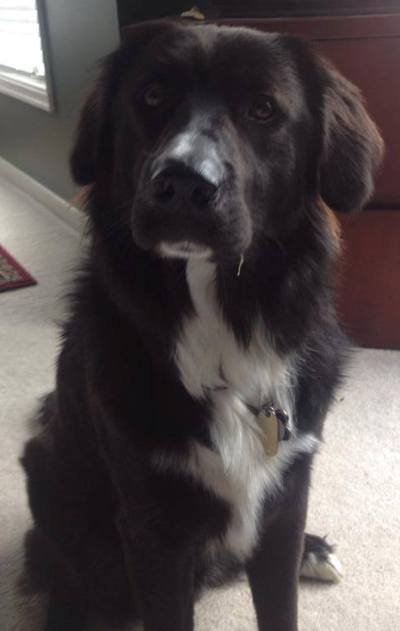 Fozzy (now Taz)