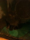 Grover