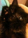 Grover