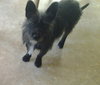 Buddy