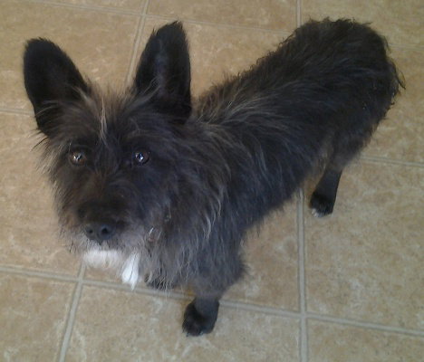 Buddy