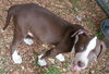 Buster (now Sullivan 