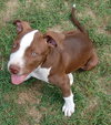Buster (now Sullivan 