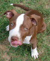 Buster (now Sullivan 