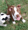Buster (now Sullivan 