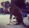 Buster (now Sullivan 