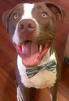 Buster (now Sullivan 