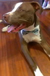 Buster (now Sullivan 