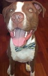 Buster (now Sullivan 