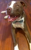 Buster (now Sullivan 