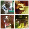 Buster (now Sullivan 