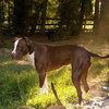 Buster (now Sullivan 
