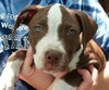Buster (now Sullivan 