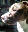 Buster (now Sullivan 