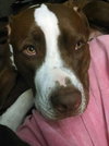 Buster (now Sullivan 