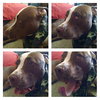 Buster (now Sullivan 