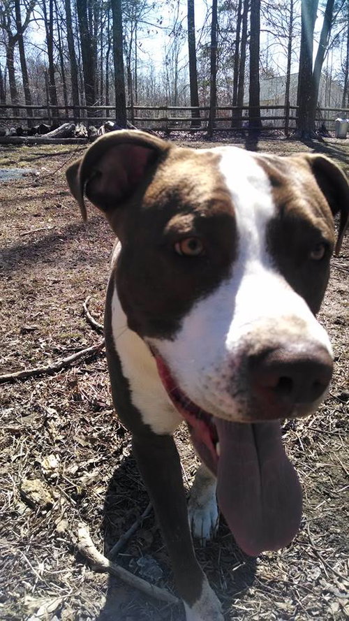 Buster (now Sullivan 