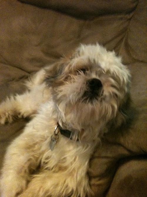 Scruffy best sale shih tzu