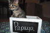 Papaya (now Doug)