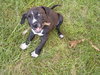 Button (aka Cynder)