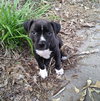 Button (aka Cynder)