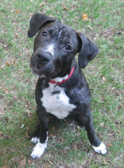 Button (aka Cynder)
