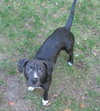 Button (aka Cynder)