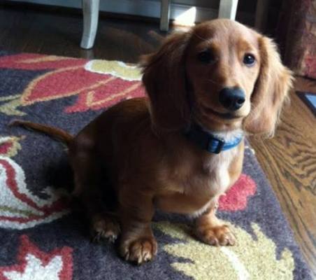 Toby