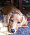 Toby