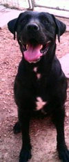Stallion (now Charlie)