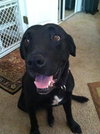 Stallion (now Charlie)