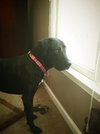 Stallion (now Charlie)