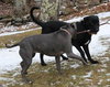 Stallion (now Charlie)