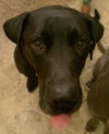 Stallion (now Charlie)