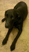 Stallion (now Charlie)