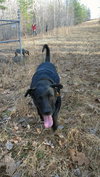 Stallion (now Charlie)