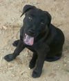 Josie