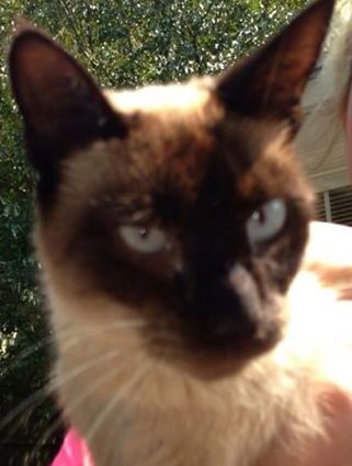 Pyewacket