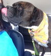 Tyson (now Jake)