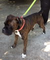 Tyson (now Jake)