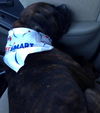 Tyson (now Jake)