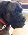 Tyson (now Jake)