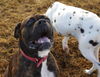 Tyson (now Jake)