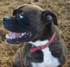 Tyson (now Jake)